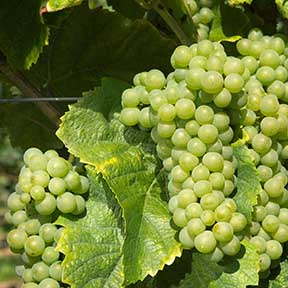 Пино Блан Белый виноград Pinot Blanc для создания игристого вина