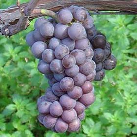 Пино Гри Технический красный виноград Pinot Gris
